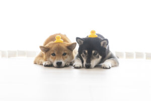 ＼＼ 間取りで解決できる！愛犬の運動不足 ／／